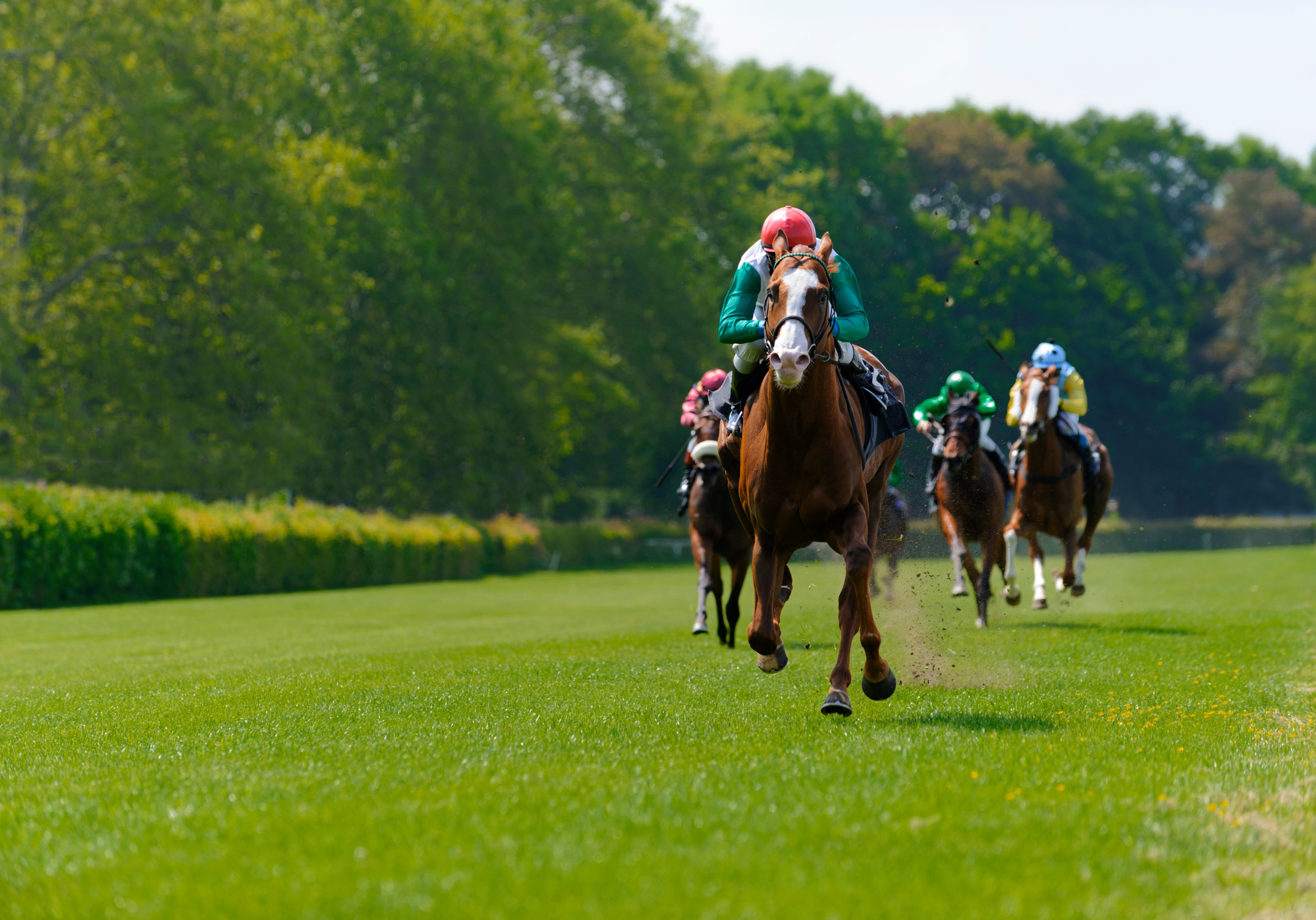 Bloodstock insurance