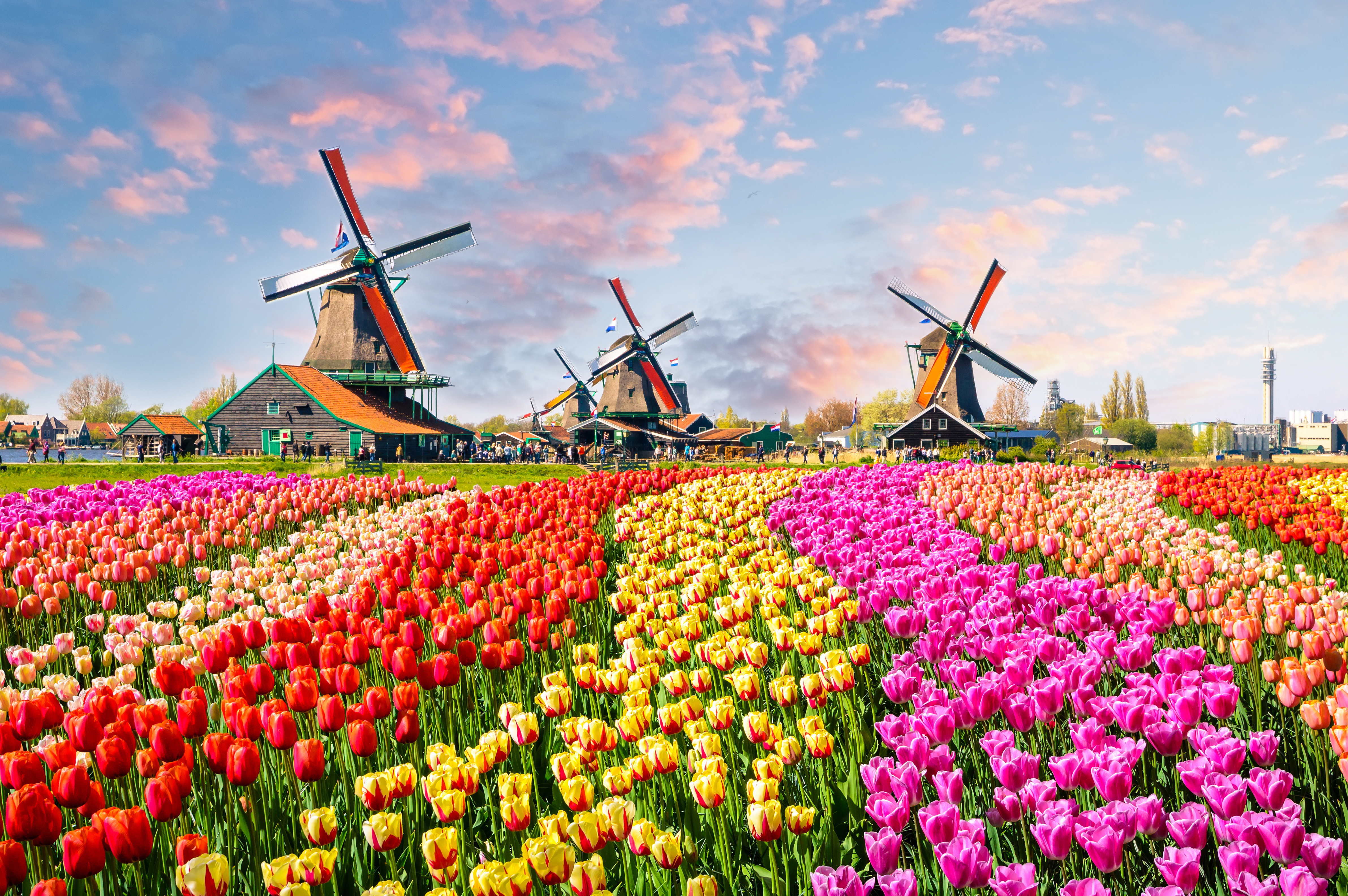 Flower field in Holland
