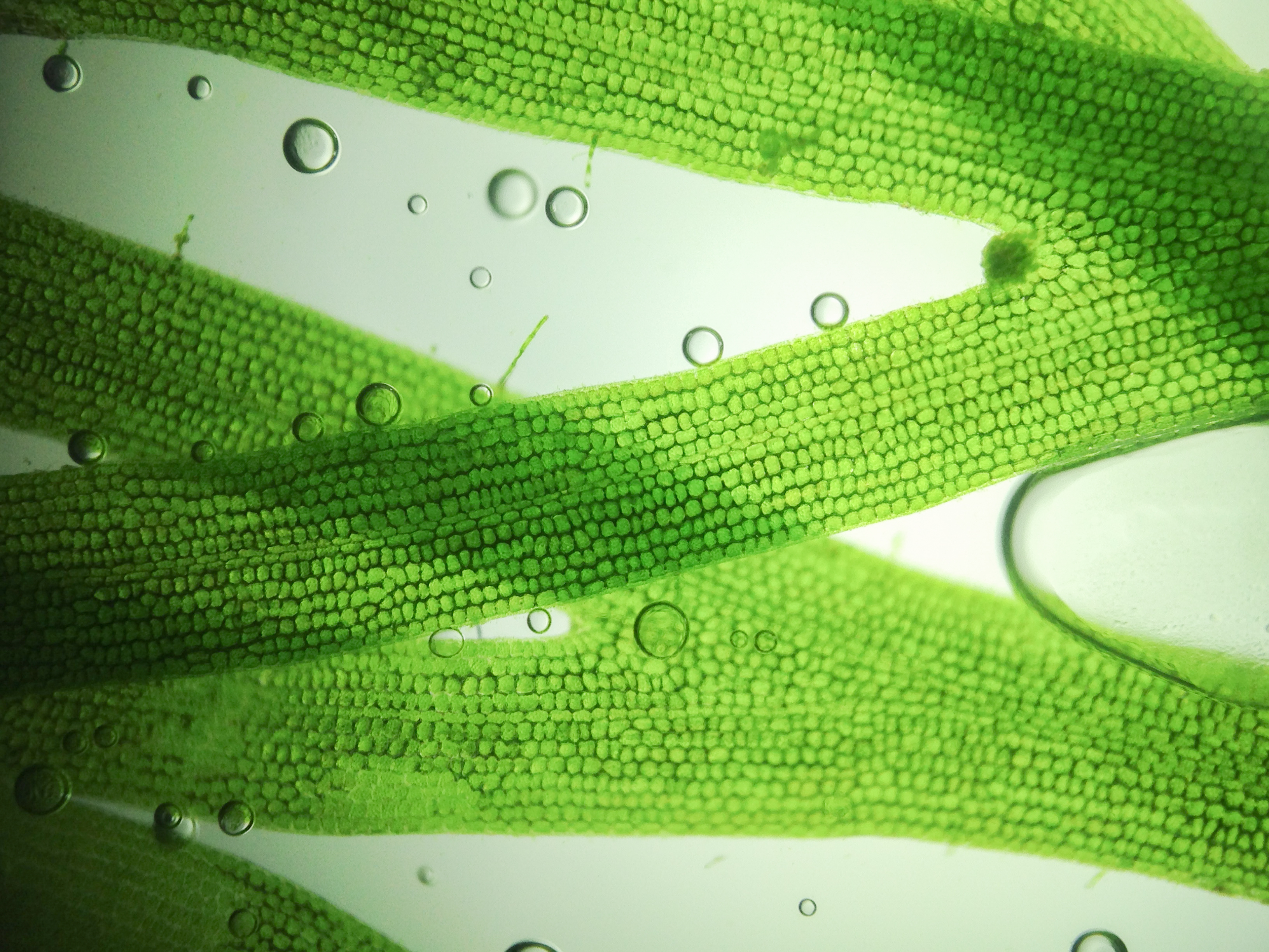 Micro organism - Life Science Insurance NFP